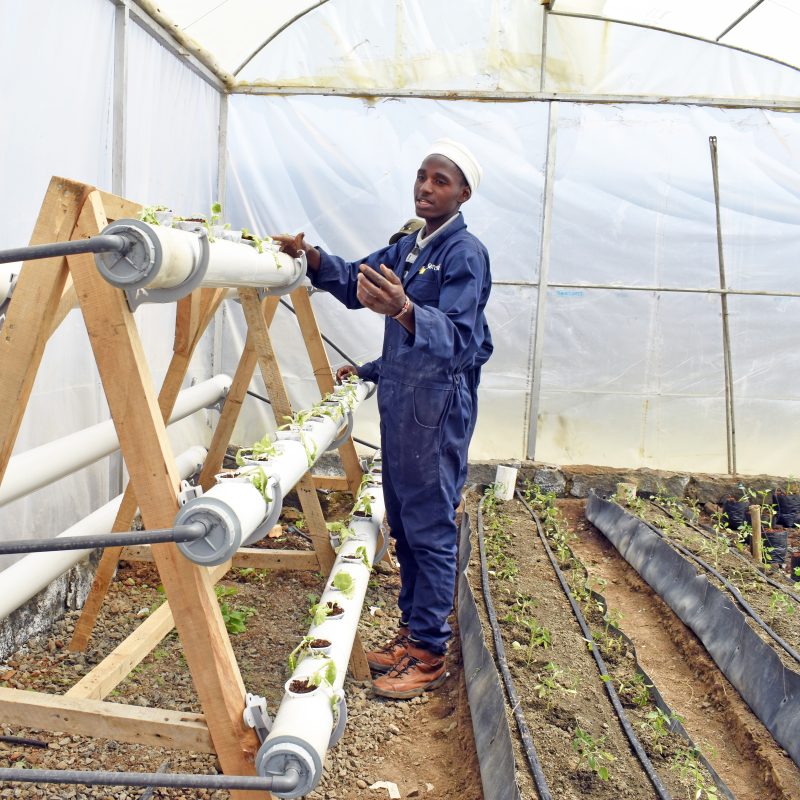 Hydroponics Irrigation Maintanance Technician